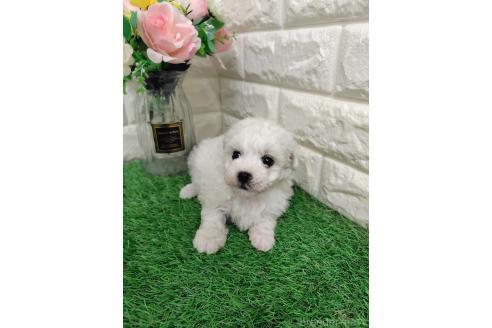 販売中の岡山県のマルプー:マルチーズ×トイプードル-391728の6枚目