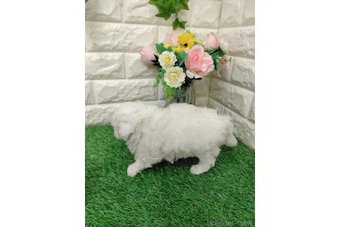 販売中の岡山県のマルプー:マルチーズ×トイプードル-391728の4枚目