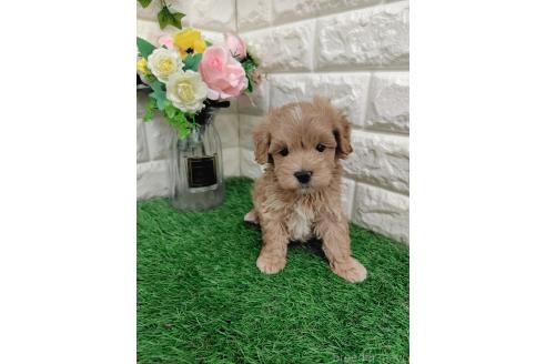 商談中の岡山県のマルプー:マルチーズ×トイプードル-391729の9枚目