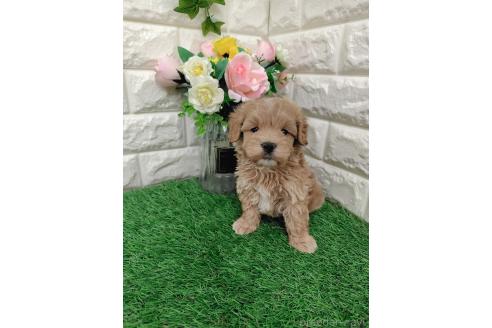 商談中の岡山県のマルプー:マルチーズ×トイプードル-391729の5枚目
