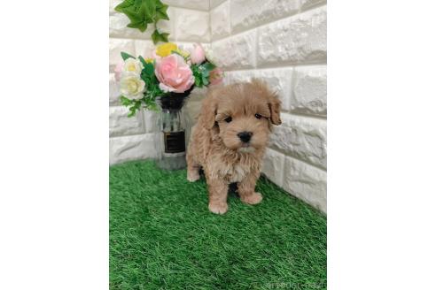 商談中の岡山県のマルプー:マルチーズ×トイプードル-391729の4枚目