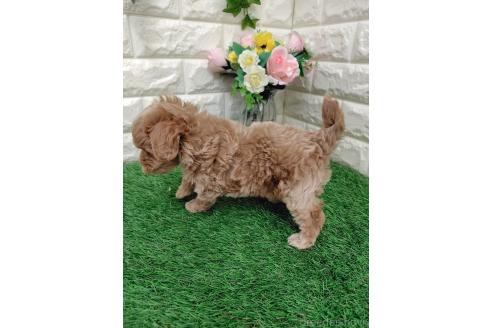 商談中の岡山県のマルプー:マルチーズ×トイプードル-391729の2枚目