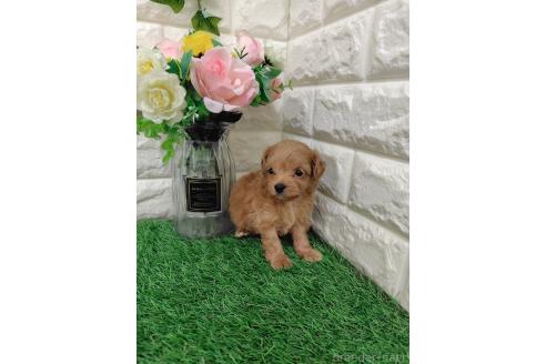 販売中の岡山県のチワプー:チワワ×トイプードル-391730の5枚目