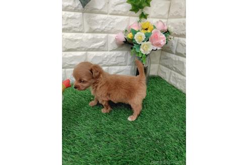 販売中の岡山県のチワプー:チワワ×トイプードル-391730の2枚目