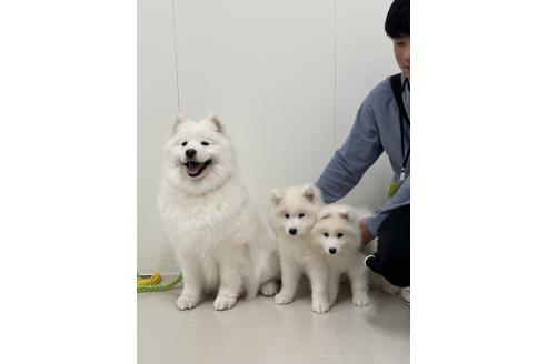 成約済の茨城県のサモエド-378641の2枚目