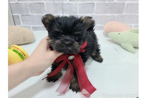 販売中の東京都のマルキー:マルチーズ×ヨークシャーテリア-391736の18枚目