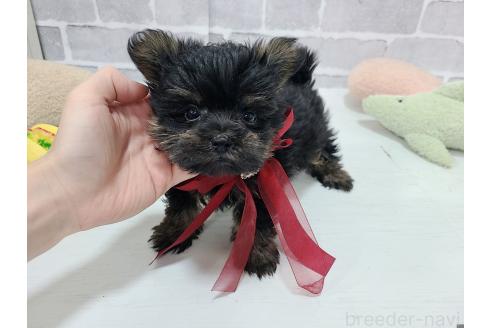 販売中の東京都のマルキー:マルチーズ×ヨークシャーテリア-391736の17枚目