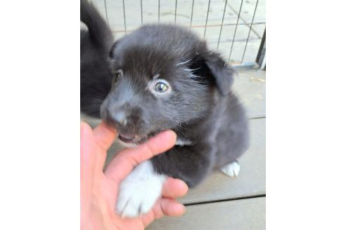 販売中の千葉県のミックス犬-388037の24枚目