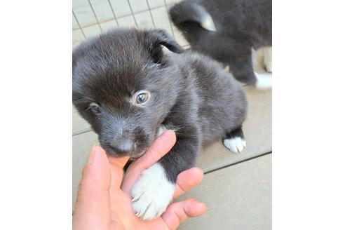 販売中の千葉県のミックス犬-388037の23枚目