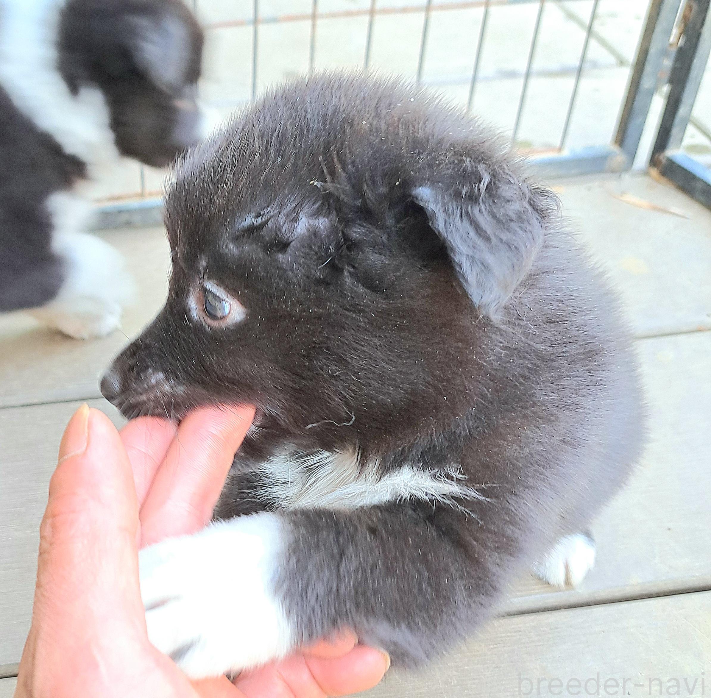 販売中の千葉県のミックス犬-388037の22枚目