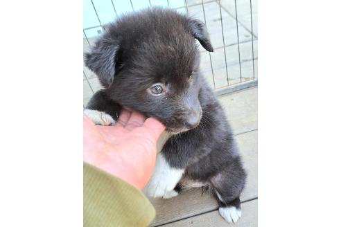 販売中の千葉県のミックス犬-388037の21枚目