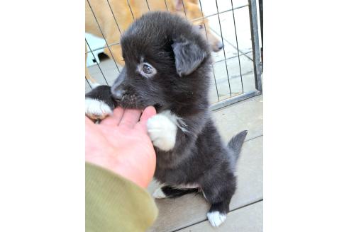 販売中の千葉県のミックス犬-388037の20枚目