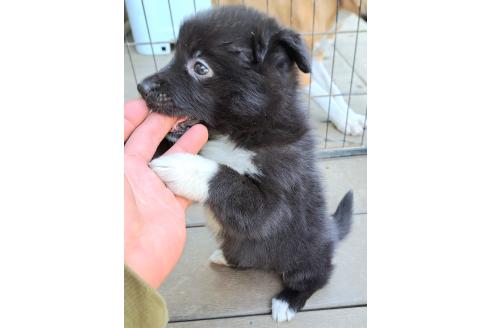 販売中の千葉県のミックス犬-388037の19枚目
