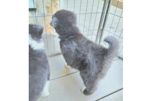 販売中の千葉県のミックス犬-388037の18枚目