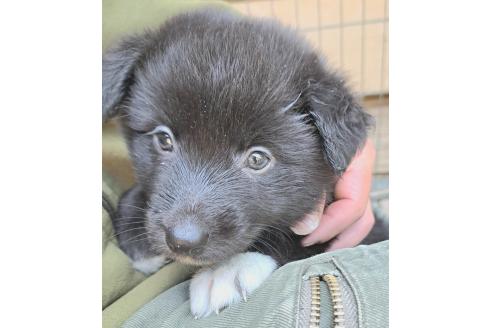販売中の千葉県のミックス犬-388037の17枚目