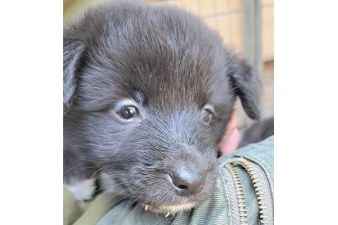 販売中の千葉県のミックス犬-388037の15枚目
