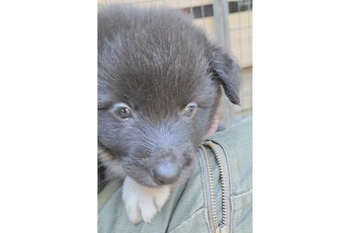 販売中の千葉県のミックス犬-388037の14枚目