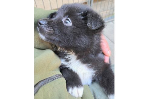 販売中の千葉県のミックス犬-388037の13枚目