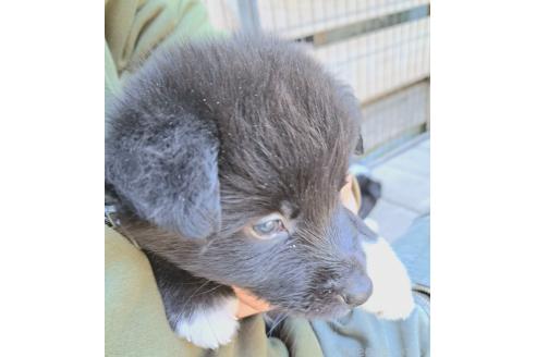 販売中の千葉県のミックス犬-388037の12枚目