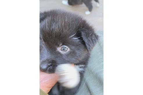 販売中の千葉県のミックス犬-388037の11枚目