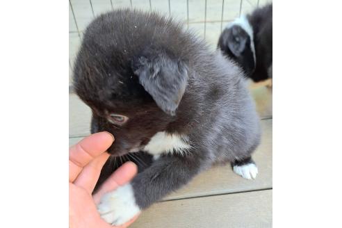 販売中の千葉県のミックス犬-388037の10枚目