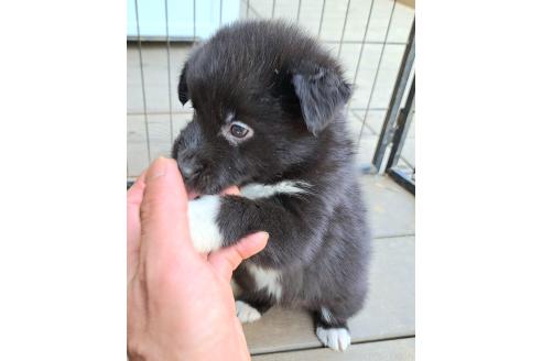 販売中の千葉県のミックス犬-388037の9枚目