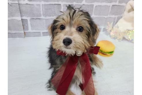 販売中の東京都のミックス犬-384239の7枚目