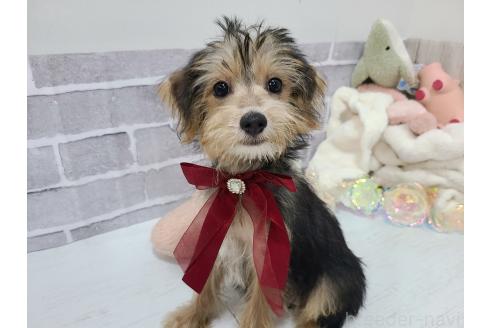 販売中の東京都のミックス犬-384239の6枚目