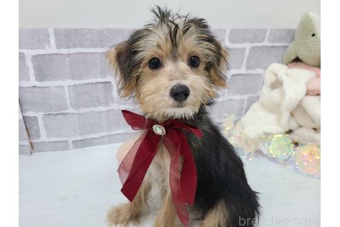 販売中の東京都のミックス犬-384239の5枚目