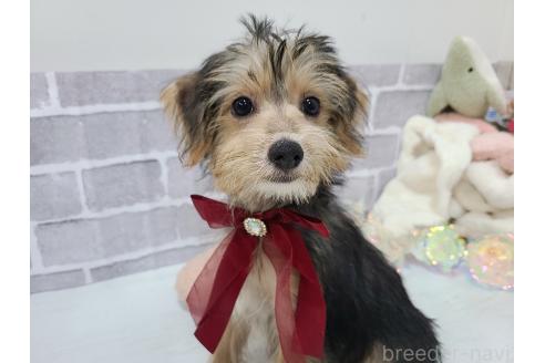 販売中の東京都のミックス犬-384239の4枚目