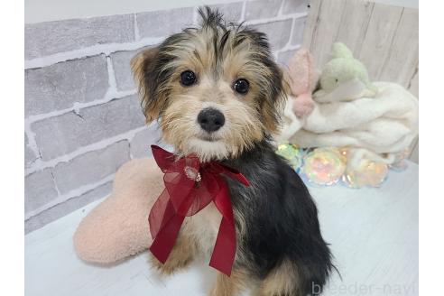 販売中の東京都のミックス犬-384239の3枚目