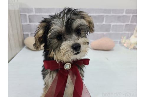 販売中の東京都のミックス犬-384236の8枚目