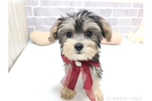 販売中の東京都のミックス犬-384236の7枚目