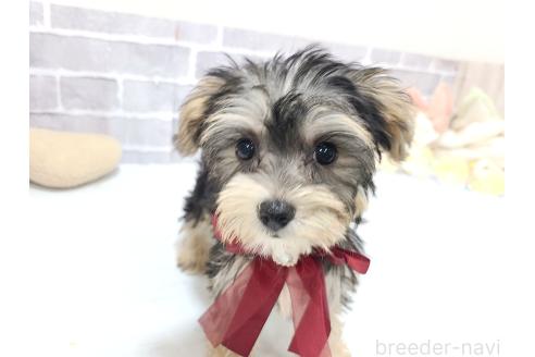 販売中の東京都のミックス犬-384236の6枚目