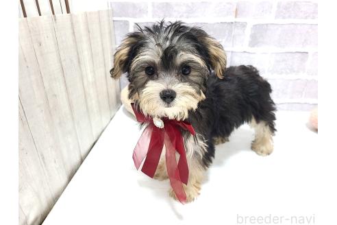 販売中の東京都のミックス犬-384236の5枚目