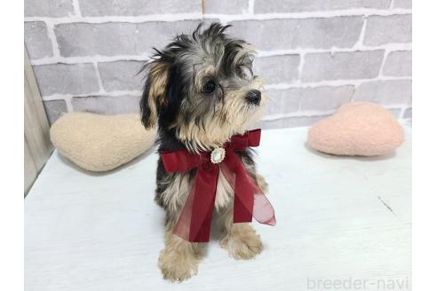 販売中の東京都のミックス犬-384236の4枚目