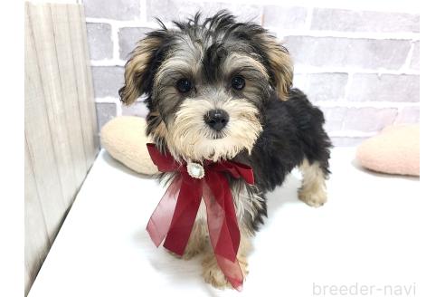 販売中の東京都のミックス犬-384236の3枚目