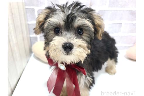 販売中の東京都のミックス犬-384236の2枚目