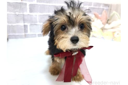 販売中の東京都のミックス犬-384240の13枚目