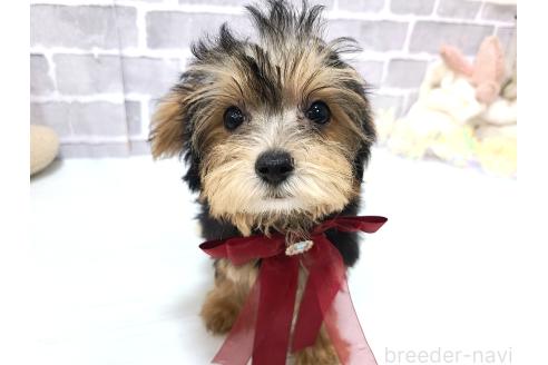 販売中の東京都のミックス犬-384240の12枚目