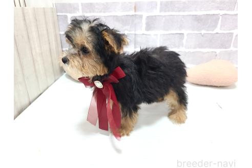 販売中の東京都のミックス犬-384240の10枚目