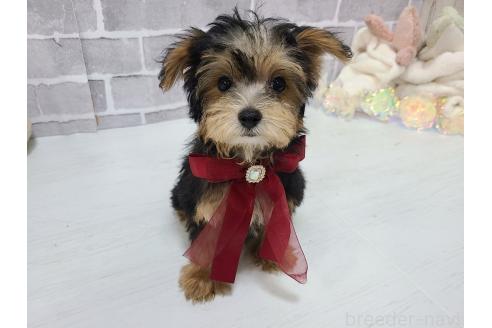 販売中の東京都のミックス犬-384240の8枚目