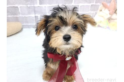 販売中の東京都のミックス犬-384240の7枚目