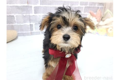 販売中の東京都のミックス犬-384240の6枚目