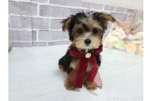 販売中の東京都のミックス犬-384240の5枚目