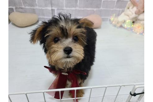 販売中の東京都のミックス犬-384240の4枚目