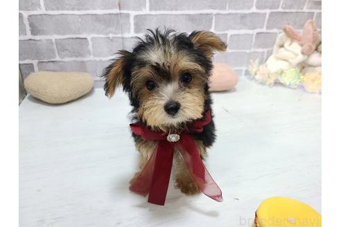 販売中の東京都のミックス犬-384240の3枚目