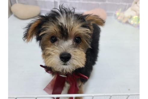 販売中の東京都のミックス犬-384240の2枚目