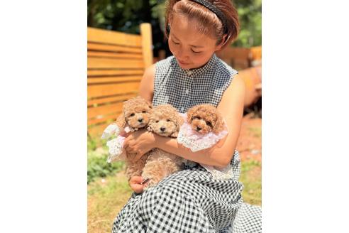 成約済の大阪府のトイプードル-386292の2枚目