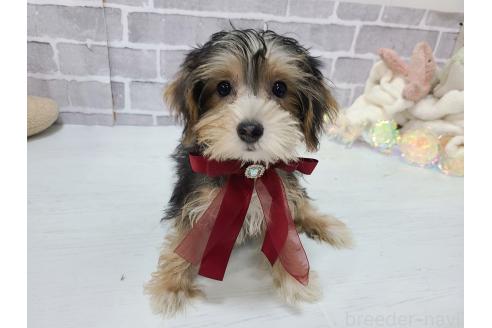 販売中の東京都のミックス犬-384241の9枚目